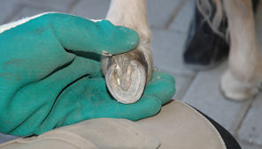 Die Auflagefläche eines unbeschlagenen Hufes. Als Beispiel ein Huf vom 13 cm Durchmesser. Die Auflagefläche beträgt ca. 130 cm2.