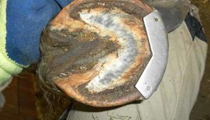 Angeklebter Metallschutz von unten gesehen.