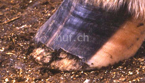 Ein Abszess kann begleitend oder als die Folge einer Hufrehe entstehen. Bei diesem Huf griff er, lange unbemerkt, den Bereich um die Hufbeinspitze an.