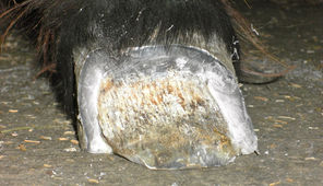 Erkrankung der Weissen Linie