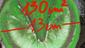 Die Auflagefläche eines unbeschlagenen Hufes. Als Beispiel ein Huf vom 13 cm Durchmesser. Die Auflagefläche beträgt ca. 130 cm2.