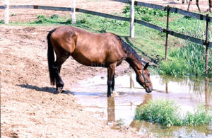 Querschnitt durch die Hufkapsel